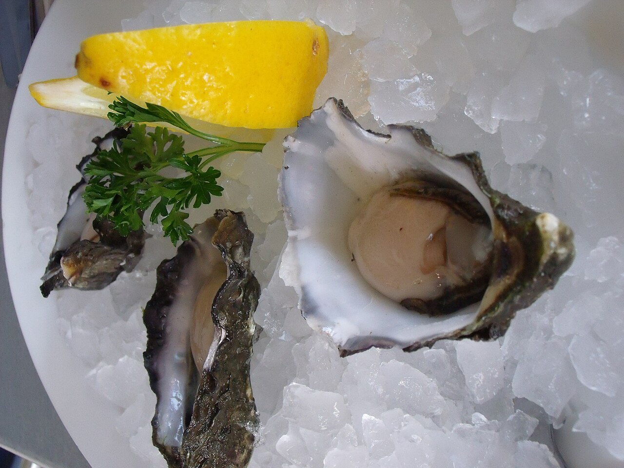 Freshly shucked oysters nestled on crushed ice with lemon